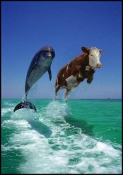 Stress Test Dolphin