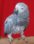 Parrots Interesting Facts