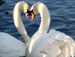 Animal Love Swans