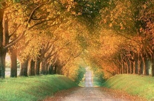 Autumn Mellow