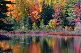 Autumn pond in a wood