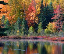 Autumn Woodland - PowerPoint Presentation