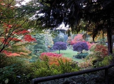 Autumn Woodland