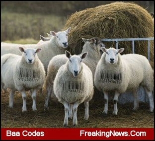 Baa Codes