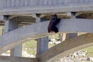 Bear Story