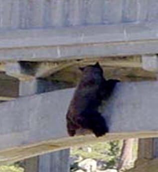 Beleagured bear story