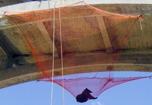 Bear rescue attempt