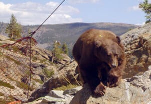 Bear rescue net