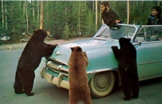 Bear Story