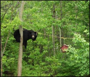Bear Bird Feeder - On the Prowl
