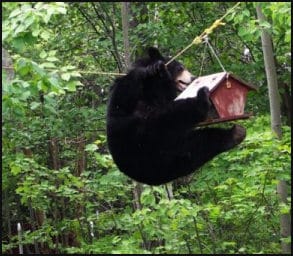 Bear - what IS that line made of?