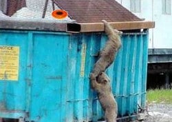 Funny Bear Picture