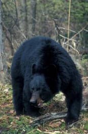 Bear Shocks Patients