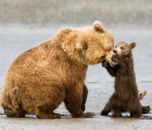 Bear Story