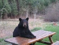 Come and join the bear