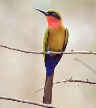 Red-throated Bee-eater