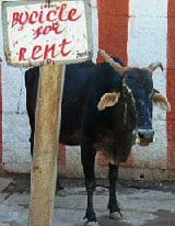 Bicycle for Rent - Funny Bike Picture