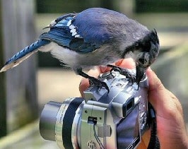 Watch the birdie!