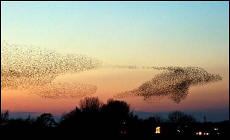 Clever Birds Flying in Formation
