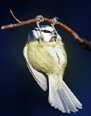 Fit Bird