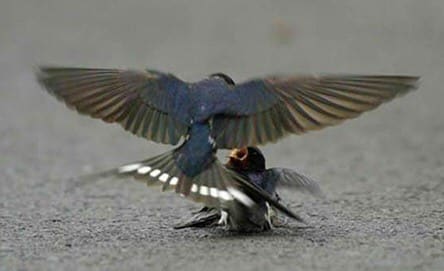 Bird love