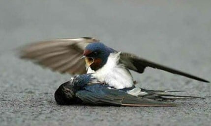 Bird love
