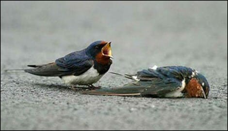 Sick Bird