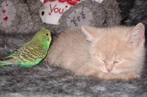 Budgerigar and kitten
