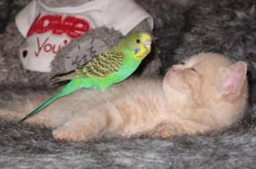 Kitten and Budgerigar