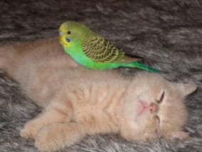 Kitten and Budgerigar