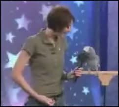 Budgie Einstein
