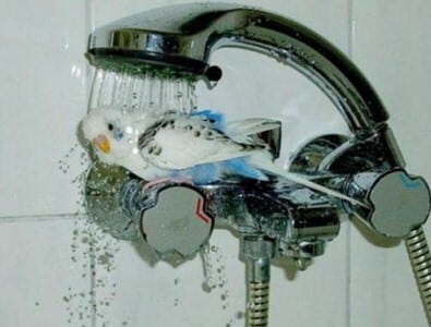 Budgie Shower