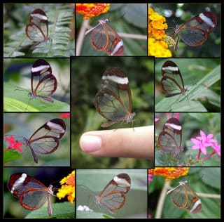 Beautiful transparent butterflies