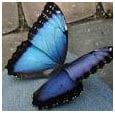 Sad Butterfly Story
