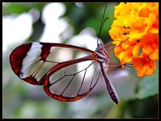 Butterfly glasswing