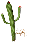 Guy's Cactus Hoax