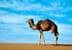 Syria: Christmas gifts are distributed by one of the Wise Men's camels.