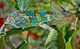 Camouflage in Nature