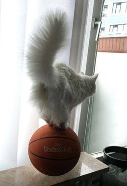 Cat balancing act on ball