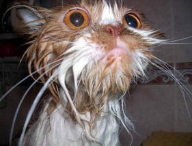 Funny Wet Cats - Why bath