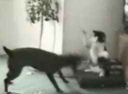Cat and Dog boxing video clip