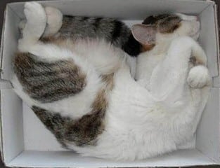 Cat Nap