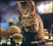 Funy Cats