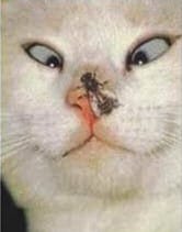 Cross-eyed cat