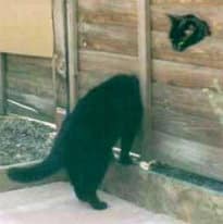 Curious cat picture