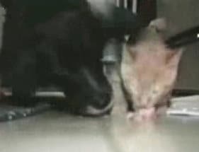 Cat and Dog Funny Video