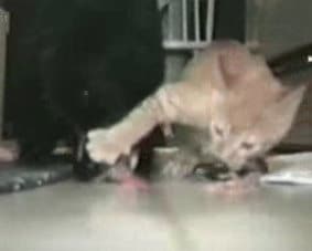 Cat and Dog Funny Video Clip
