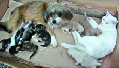 Bliss for cat and dog