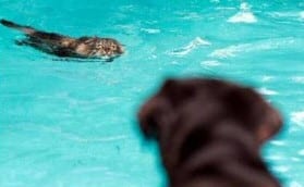 Cat and dog swimming