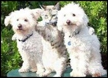 Cat and Dog Stories